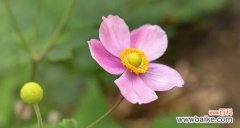 探寻内心枯萎的花朵之谜 心灰意冷之花——寂寞的象征