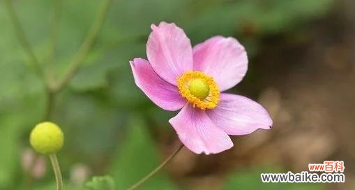 探寻内心枯萎的花朵之谜 心灰意冷之花——寂寞的象征