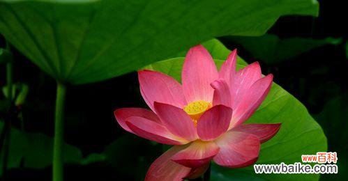 以荷花为主题的花语与意义 荷花花语的美丽诠释