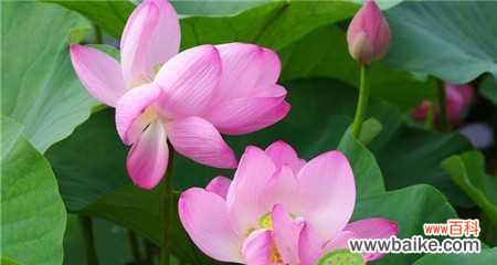 以荷花为主题的花语与意义 荷花花语的美丽诠释