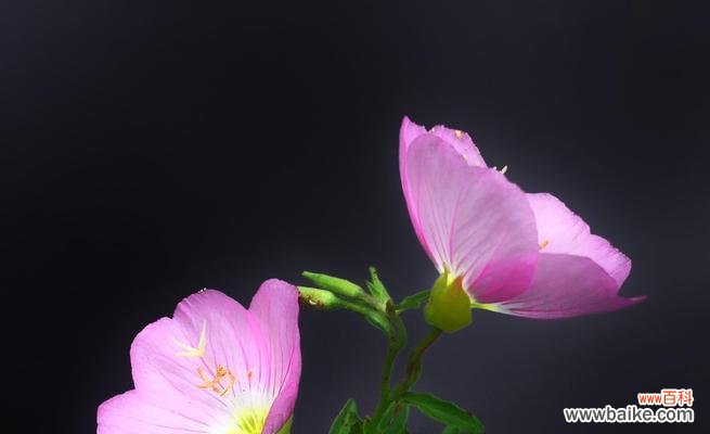 揭开月见草的神秘面纱 月见草之花语与传说