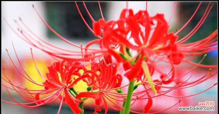 百合花 以百合花为主题的信仰之旅