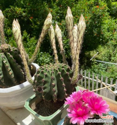 探索仙人球花朵的美丽和深刻的寓意 仙人球开花的寓意与象征意义