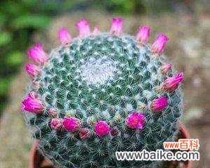 探索仙人球花朵的美丽和深刻的寓意 仙人球开花的寓意与象征意义