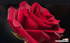 红玫瑰的浪漫与热情 红玫瑰的象征意义