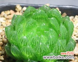 樱水晶花语的寓意及象征爱情的 樱水晶的花语