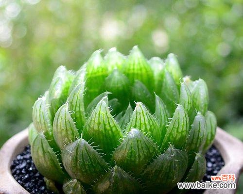 樱水晶花语的寓意及象征爱情的 樱水晶的花语