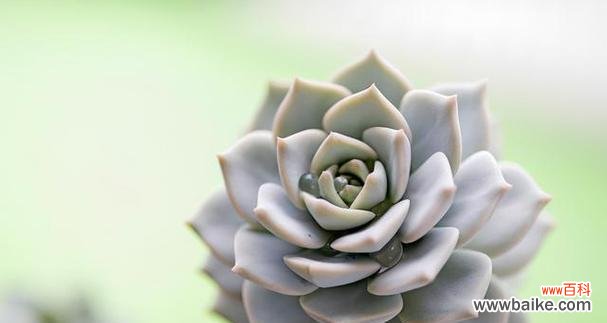樱水晶花语的寓意及象征爱情的 樱水晶的花语