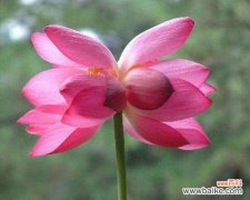 传递深情与真诚 并蒂莲的花语