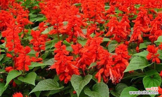 红花传递的祝福和思念 红花语