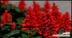 红花传递的祝福和思念 红花语