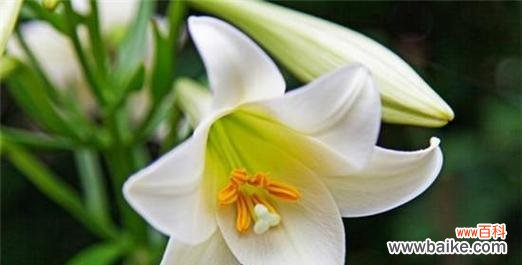 探寻百合的深层寓意与情感表达 百合花的象征与花语