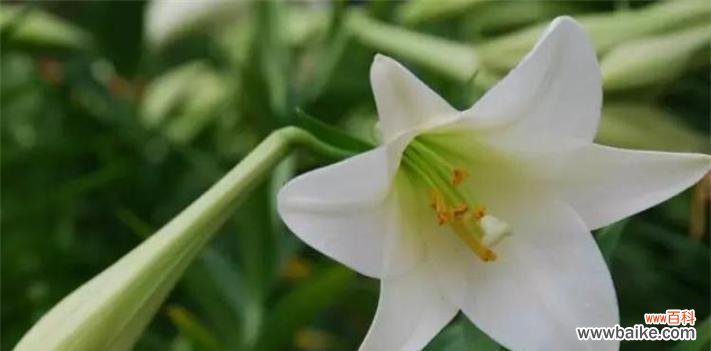 探寻百合的深层寓意与情感表达 百合花的象征与花语