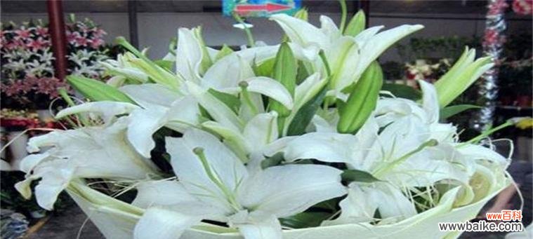 探寻百合的深层寓意与情感表达 百合花的象征与花语