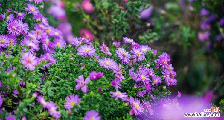 花开四季 紫色野菊花的花语与美丽传说