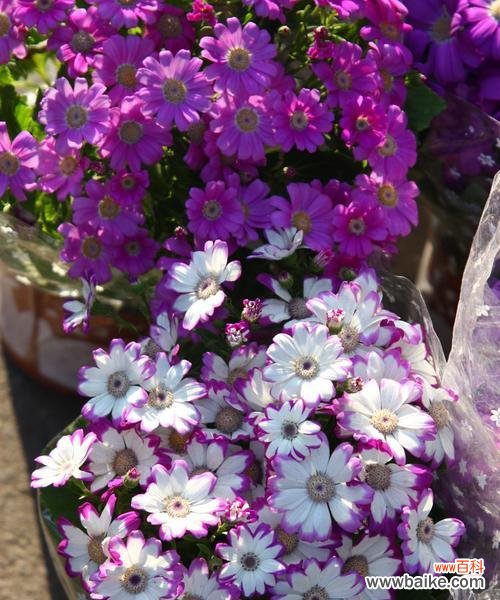 花开四季 紫色野菊花的花语与美丽传说