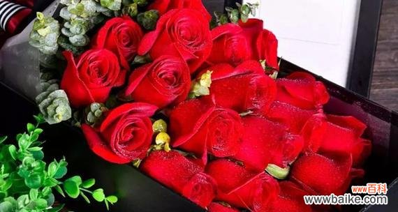 红玫瑰的神秘之美与心灵的诗意 19朵红玫瑰的含义及象征