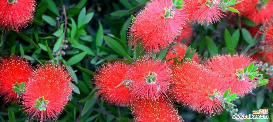 探索友谊与花的奇妙联系 友谊之花