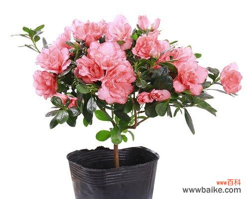 探索友谊与花的奇妙联系 友谊之花