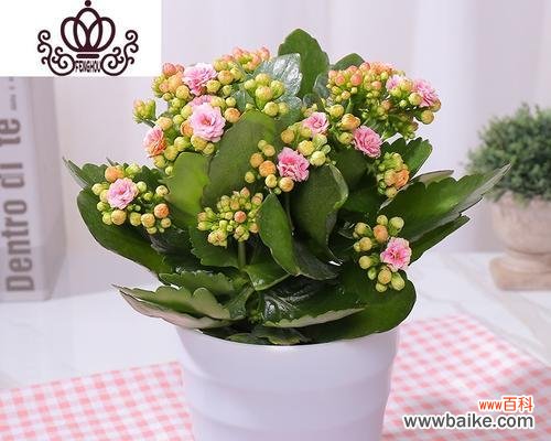 探索友谊与花的奇妙联系 友谊之花