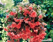 揭秘红色天竺葵的意义与传说 红色天竺葵的花语和寓意