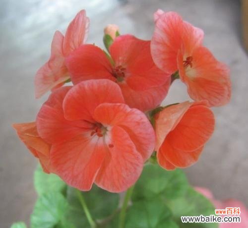 揭秘红色天竺葵的意义与传说 红色天竺葵的花语和寓意