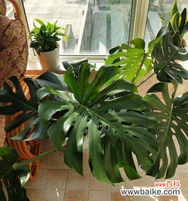 探寻龟背竹的花语与象征意义 以龟背竹的花语与寓意