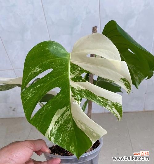 探寻龟背竹的花语与象征意义 以龟背竹的花语与寓意