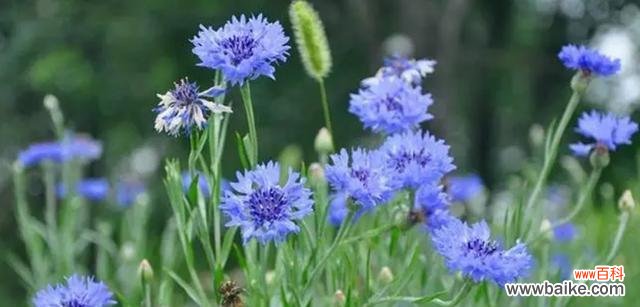传递勇气和坚毅的花海浪花语 探寻蓝色彼岸花的花语之谜
