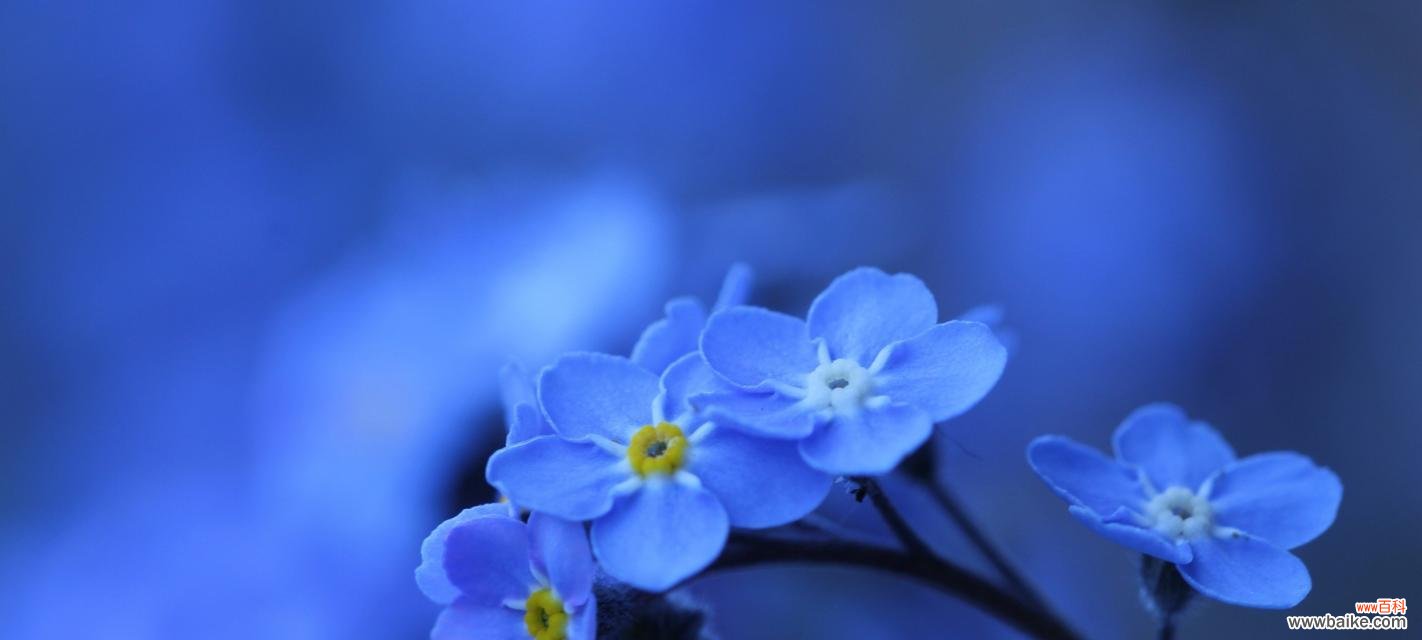 传递勇气和坚毅的花海浪花语 探寻蓝色彼岸花的花语之谜