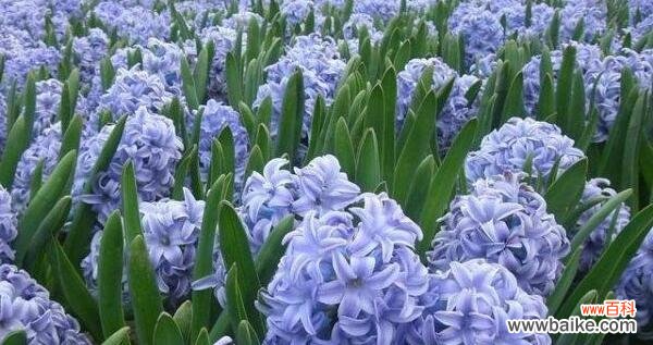 传递勇气和坚毅的花海浪花语 探寻蓝色彼岸花的花语之谜