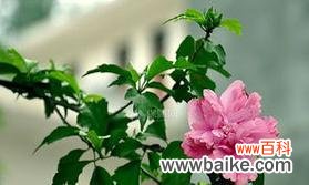 探寻紫色风信子的寄托思念之情 思念之花-紫色风信子的花语