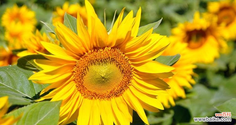 向日葵的花期与希望 向日葵的花期——生命的奇迹