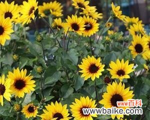 向日葵的花期与希望 向日葵的花期——生命的奇迹