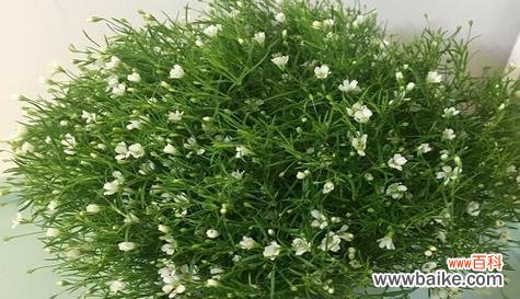 探索满天星花的美丽与深远寓意 满天星花的象征意义与寓意