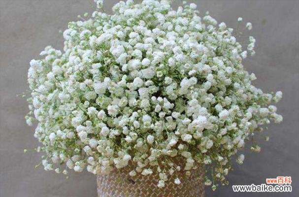 探索满天星花的美丽与深远寓意 满天星花的象征意义与寓意