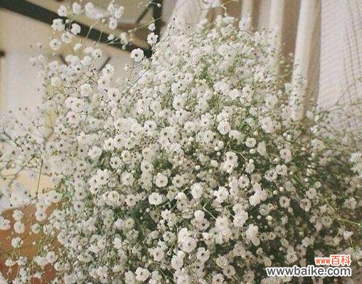 探索满天星花的美丽与深远寓意 满天星花的象征意义与寓意