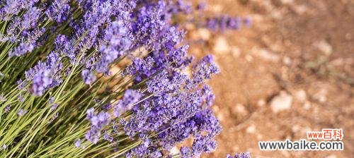 了解紫色薰衣草花语 紫色薰衣草的花语与寓意