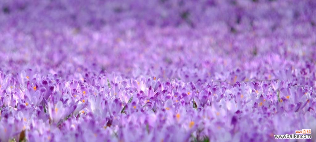 了解紫色薰衣草花语 紫色薰衣草的花语与寓意