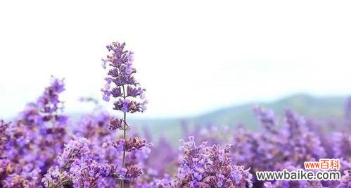 了解紫色薰衣草花语 紫色薰衣草的花语与寓意