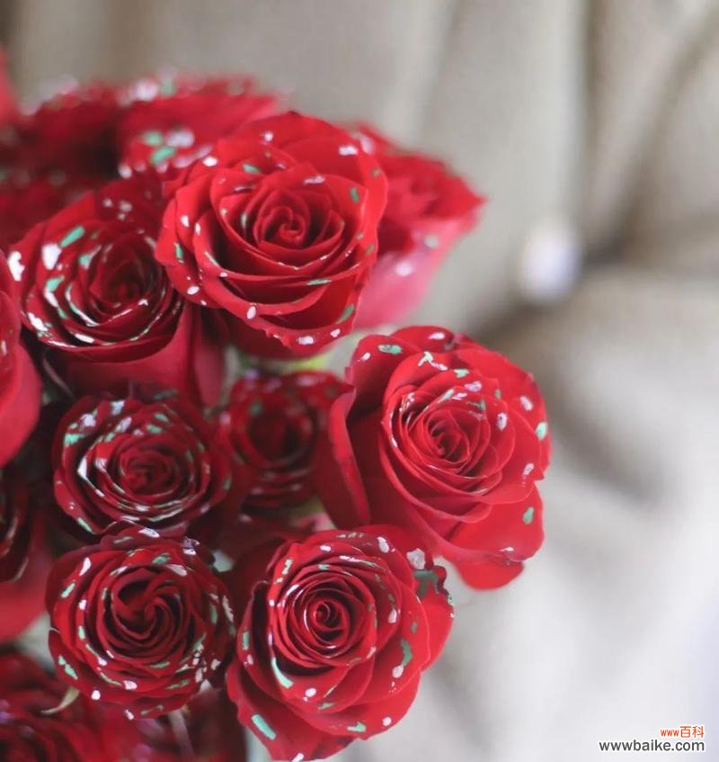 探寻荷花的奇妙演变之旅 荷花的生长过程