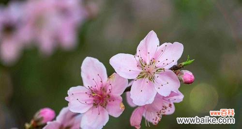 揭示桃花的精神内涵及其文化价值 桃花的象征意义与寓意