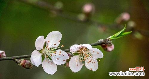 揭示桃花的精神内涵及其文化价值 桃花的象征意义与寓意