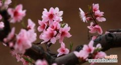 揭示桃花的精神内涵及其文化价值 桃花的象征意义与寓意