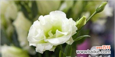 探秘自信之花 自信之花