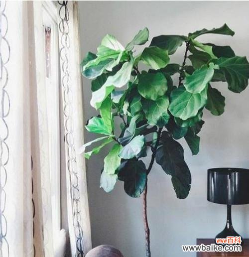 揭秘以波士顿蕨的寓意与禁忌 探秘以波士顿蕨的风水之谜