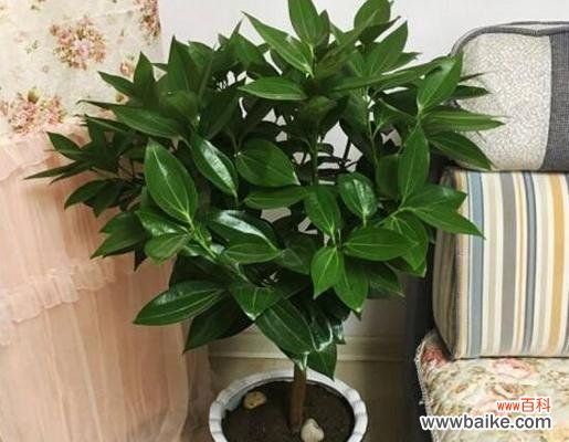 揭秘以波士顿蕨的寓意与禁忌 探秘以波士顿蕨的风水之谜