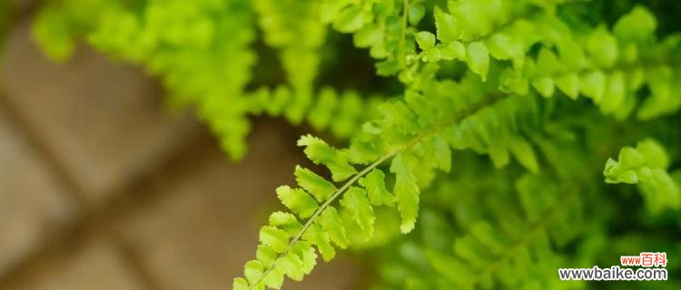 揭秘以波士顿蕨的寓意与禁忌 探秘以波士顿蕨的风水之谜