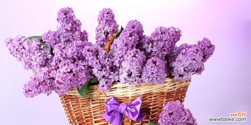 浪漫神秘 丁香花语的深意