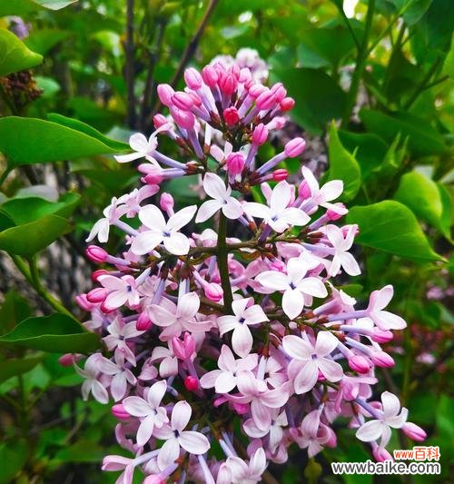 浪漫神秘 丁香花语的深意